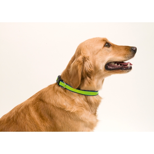 COLLAR REFLECTANTE MUTTLEY